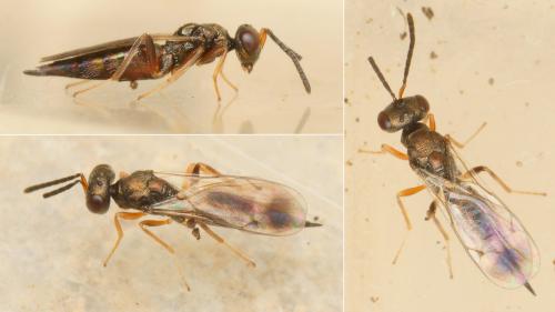 Réf. 194 163 : Trigonoderus sp.
